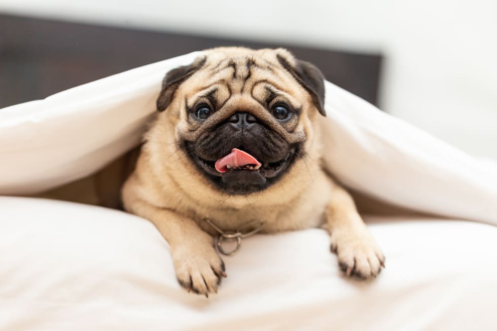 Cute pug dog breed lying in blanket on white bed in cozy bedroom - best dogs for apartment