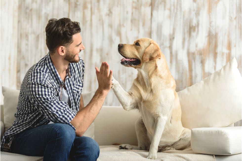 where-to-find-pet-friendly-apartments-2