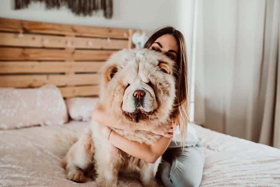 Chow Chow - Apartment List