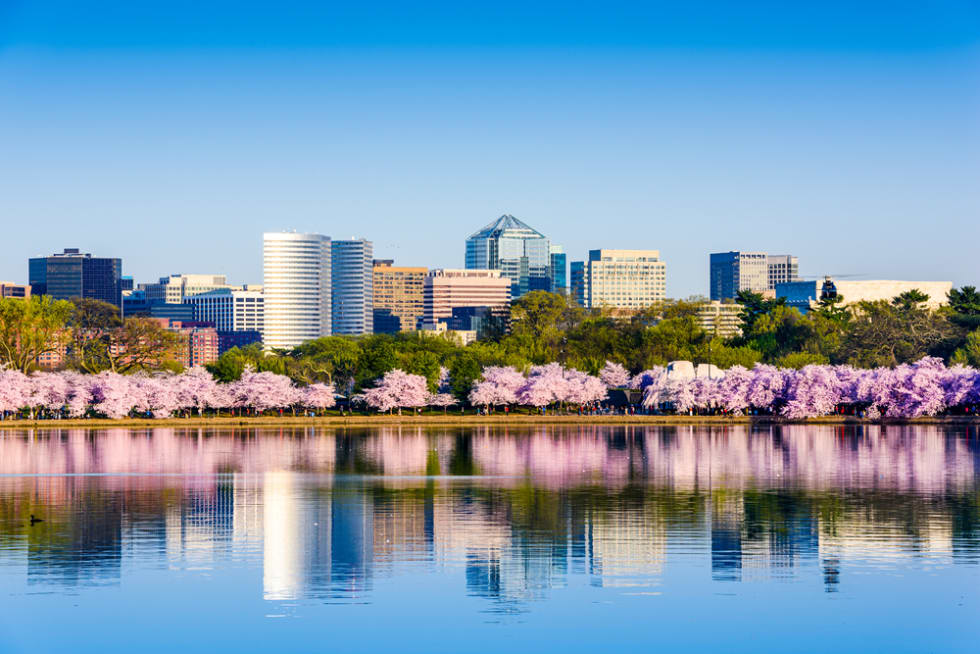 Cherry Blossom Trees in Washington DC