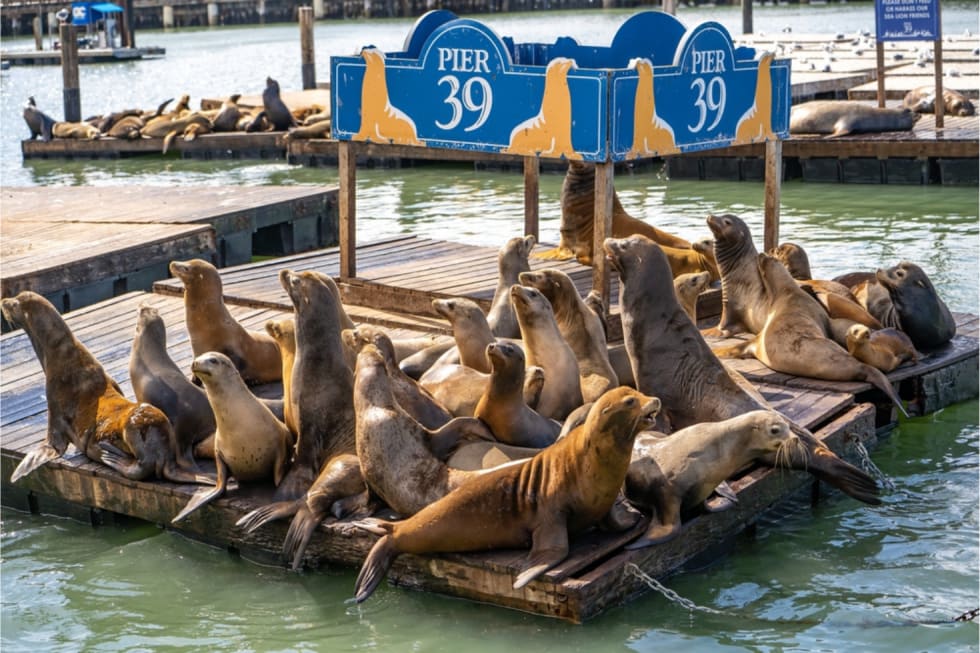 What is San Francisco Known For - 13