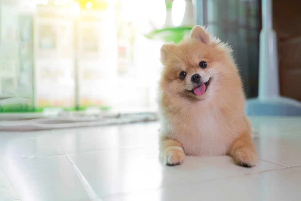 Pomeranian best dogs for apartment