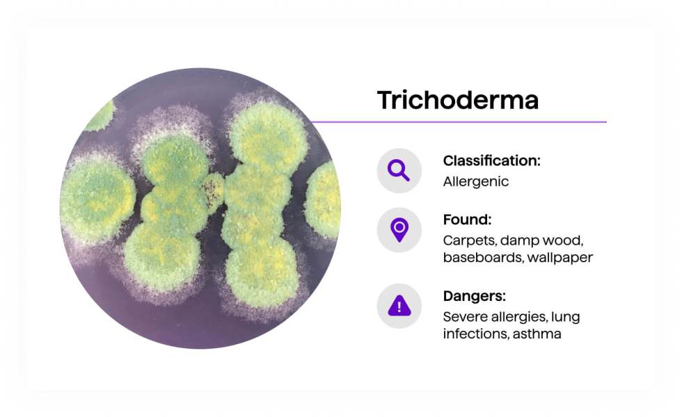 Trichoderma