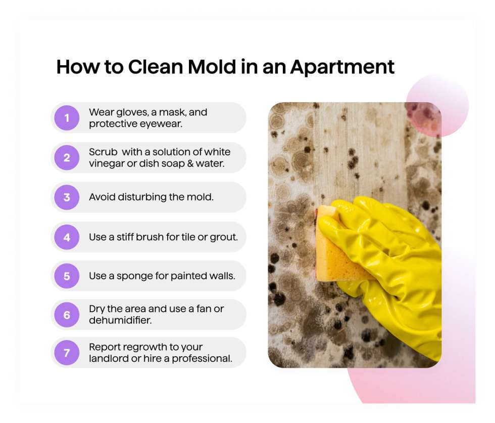 how to clean mold in an apartment