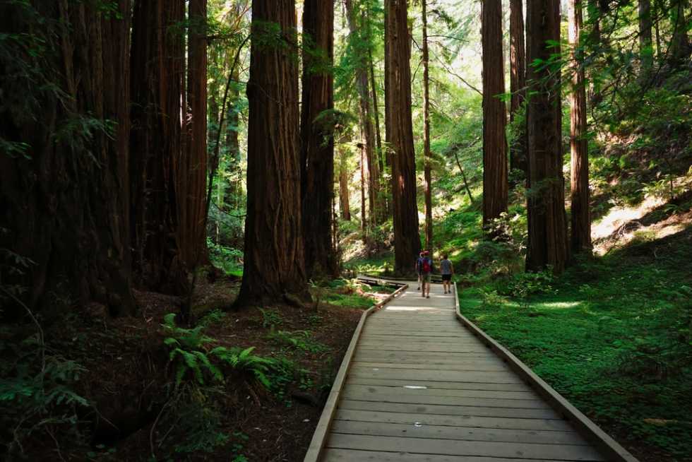 Natural surroundings, one of the best pros of living in San Francisco