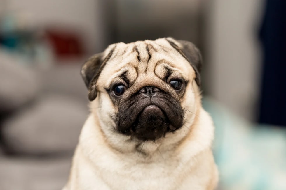 pug best dogs for apartment