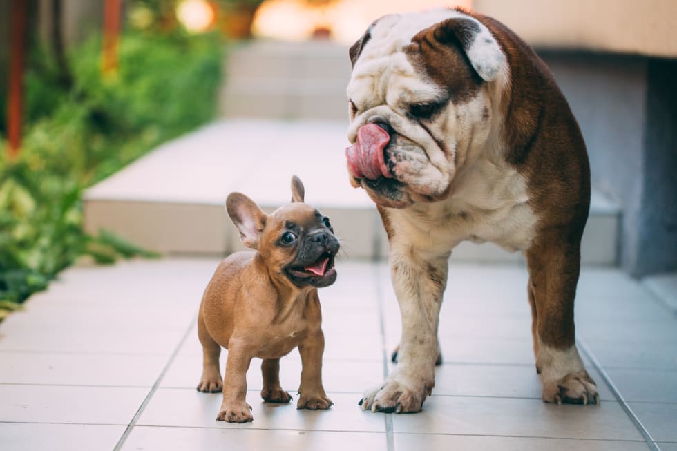 builldog best dogs for apartment