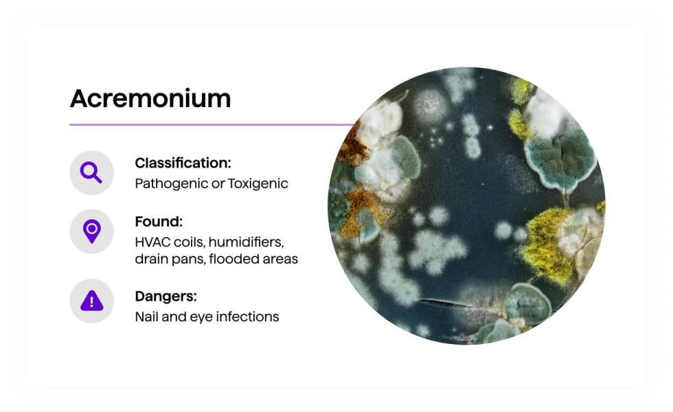 Acremonium