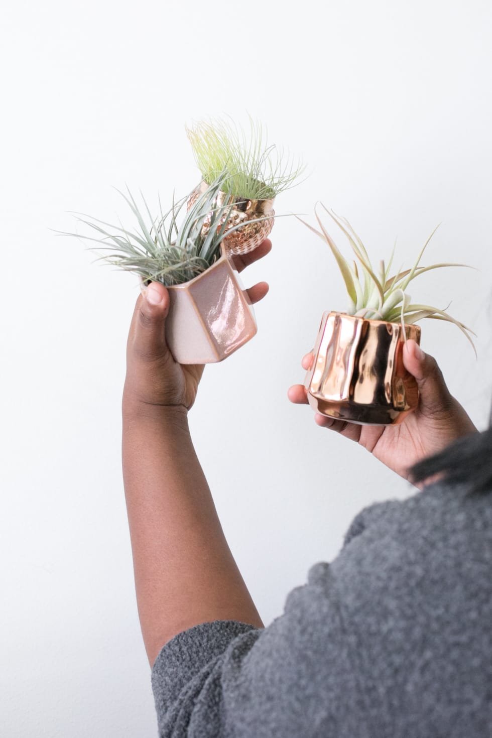 Air Plants
