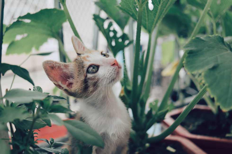Pet-safe plants with cat