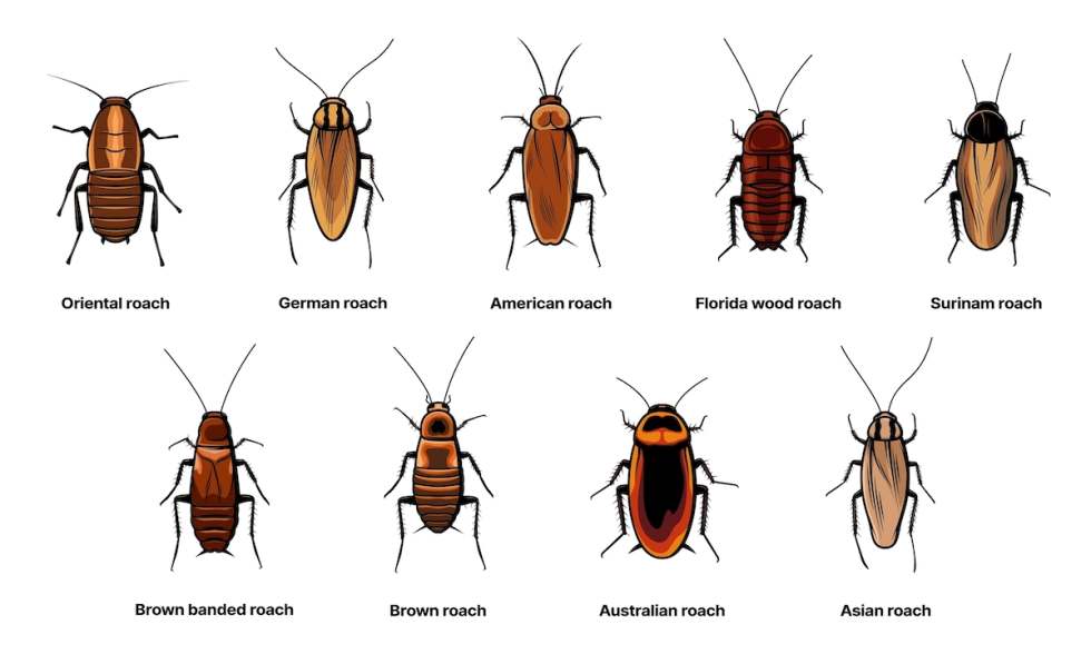 get-rid-of-cockroaches-species-chart