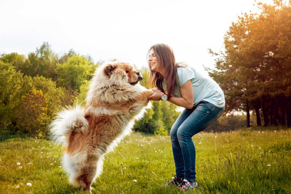 Young woman with the dogs in the park, chow chow, aggressive dog breed, restricted dog breed