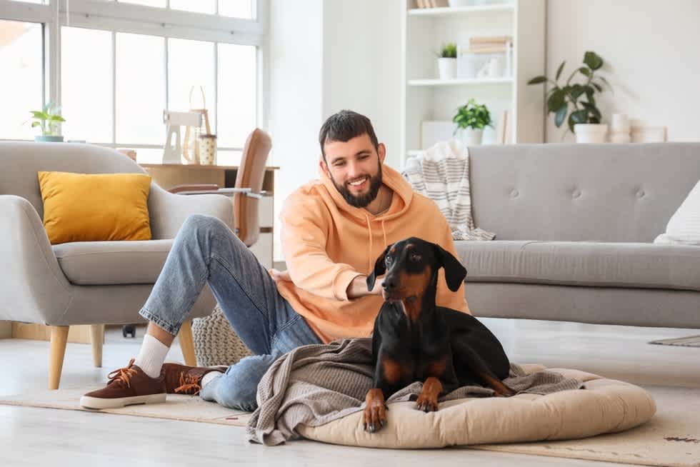 Doberman Pinscher - Apartment List