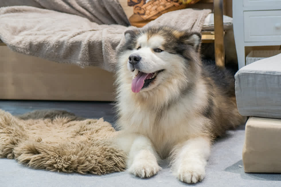 Alaskan Malamute - Apartment List