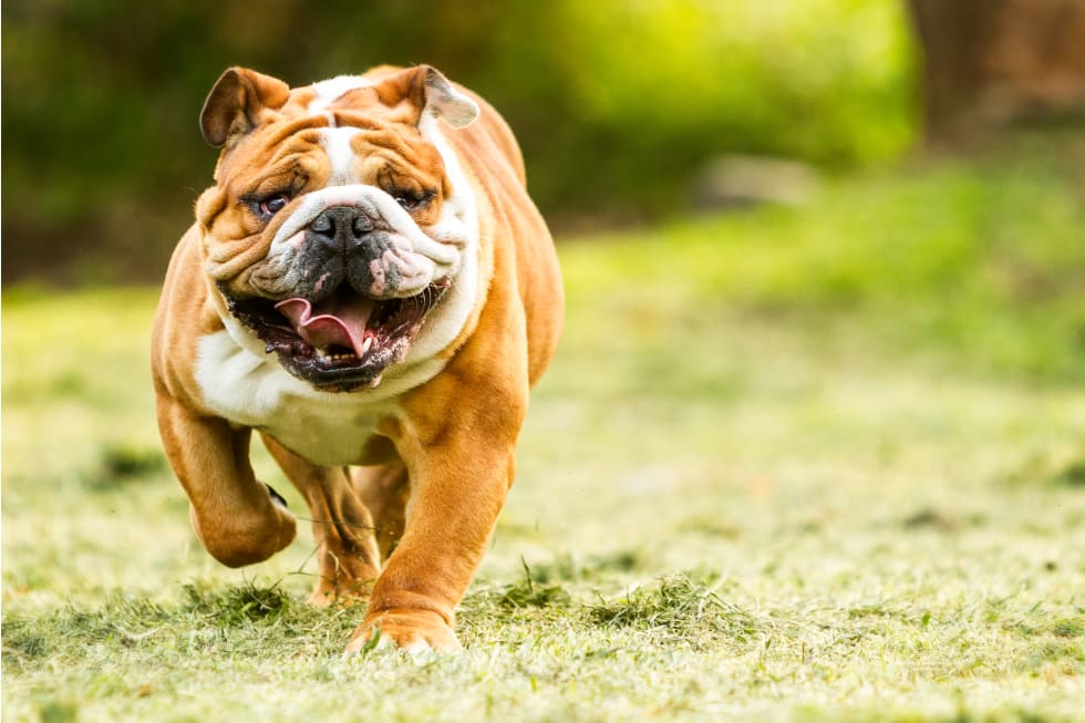 Purebred English Bulldog Moving Toward The Camera Wrinkled Face Close Up - best dog breed for apartment