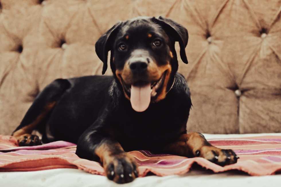 Rottweiler - Apartment List