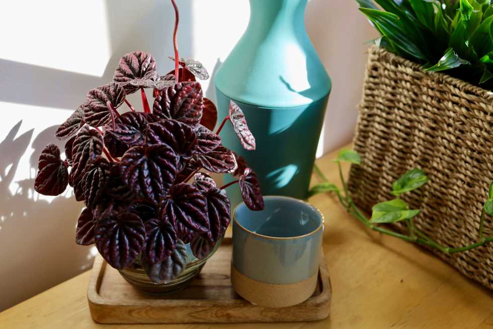 Peperomia