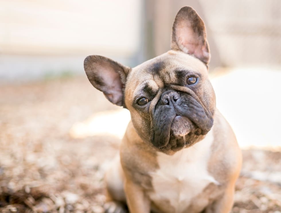 A cute fawn colored French Bulldog - best dogs for apartment
