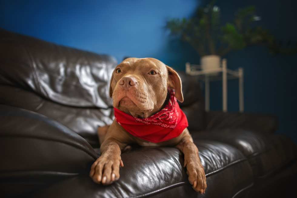 american pit bull terrier - apartment list