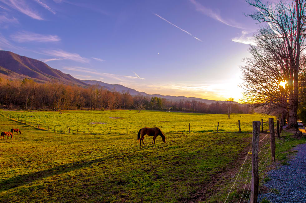 horse in pasture - spring hill tennessee - best places to live in tennessee.jpg