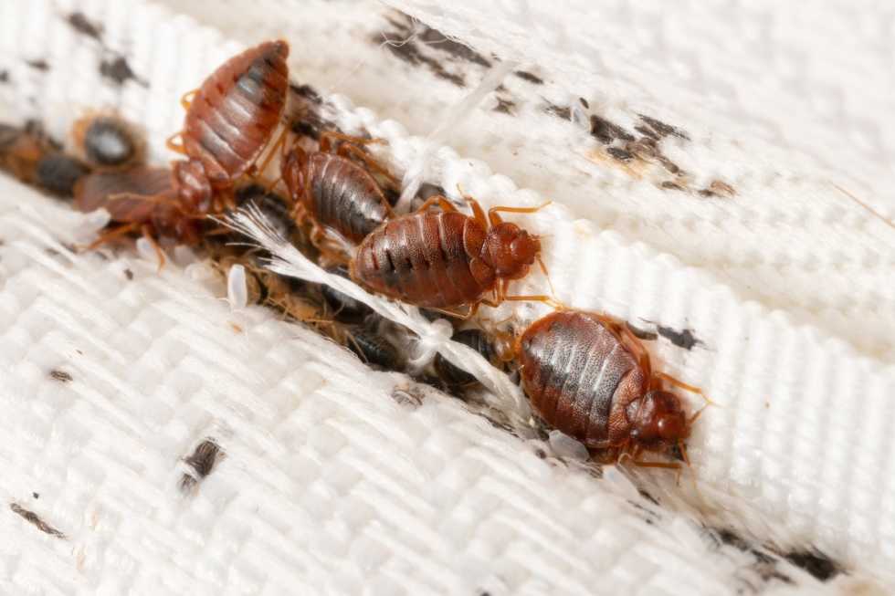 apartment-bed-bugs-mattress