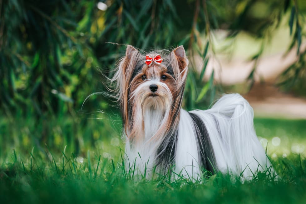 Biewer Terrier best dogs for apartment (1)