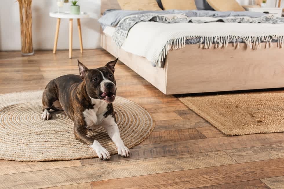 American Staffordshire Terrier - Apartment List