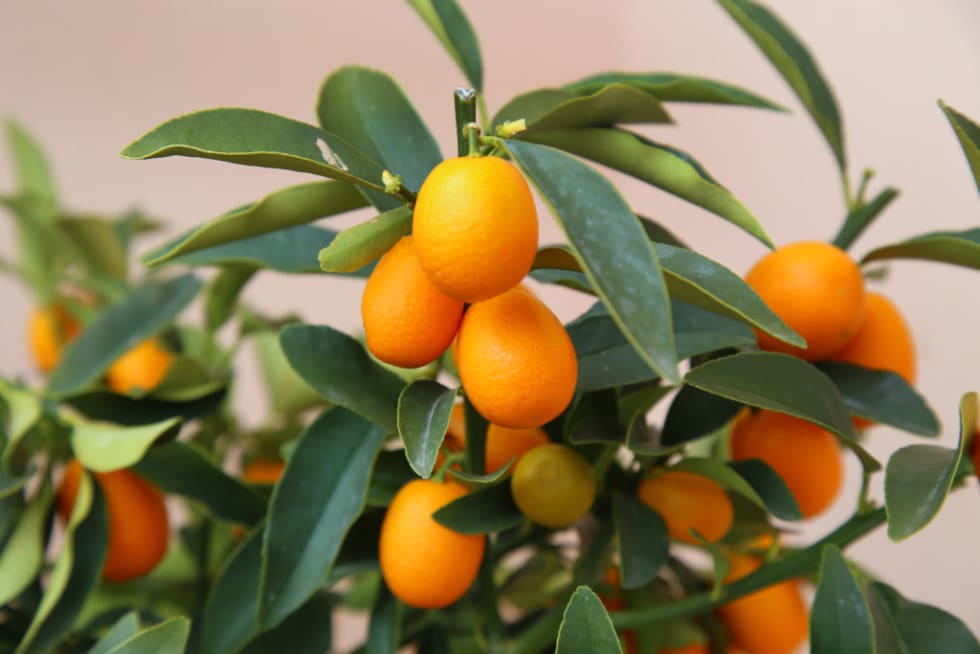 kumquat trees