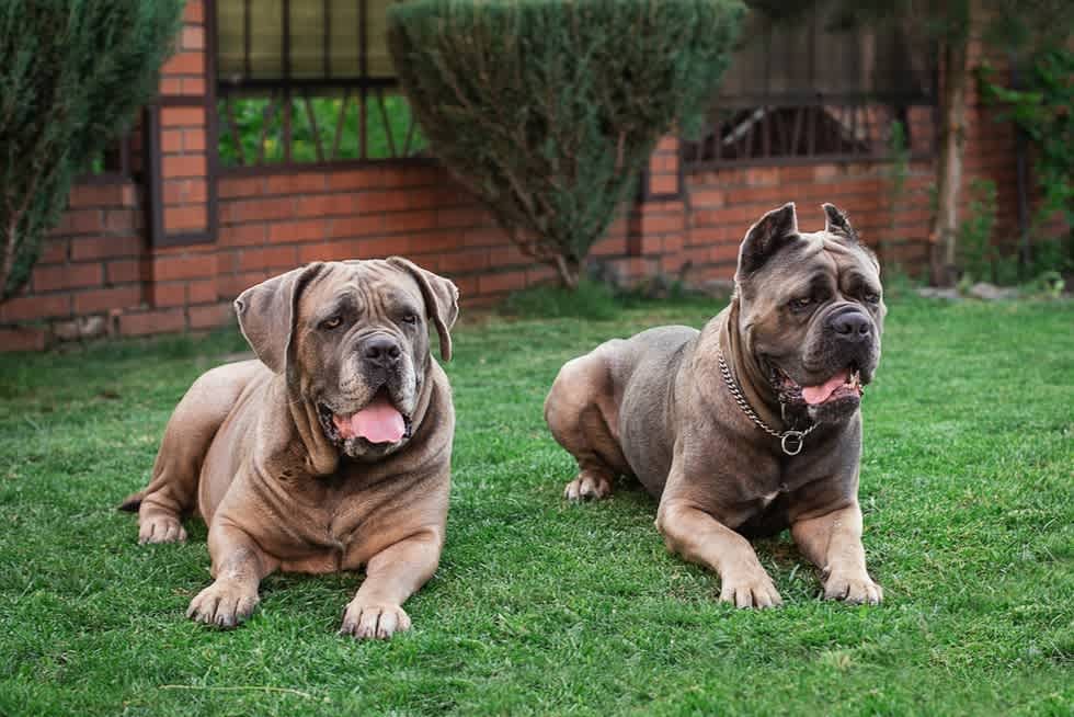 Cane Corso - Apartment List