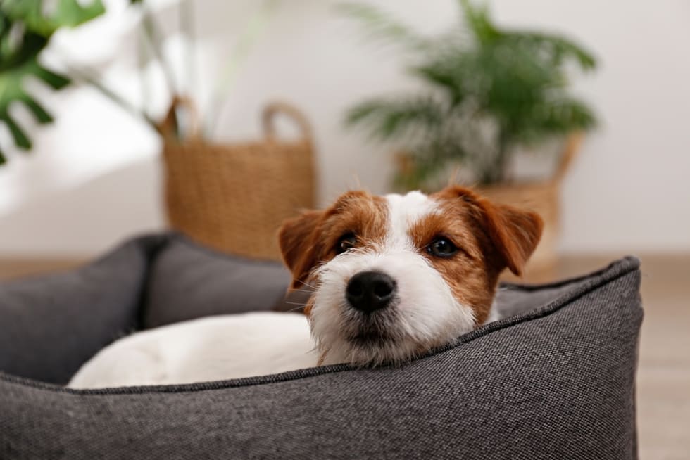 pets-in-apartment-reasons-for-eviction.png