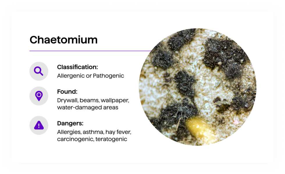 Chaetomium