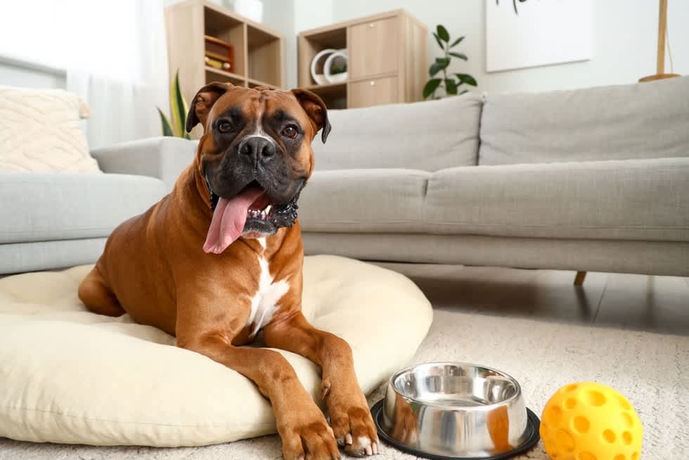 Boxer dog - Apartment List