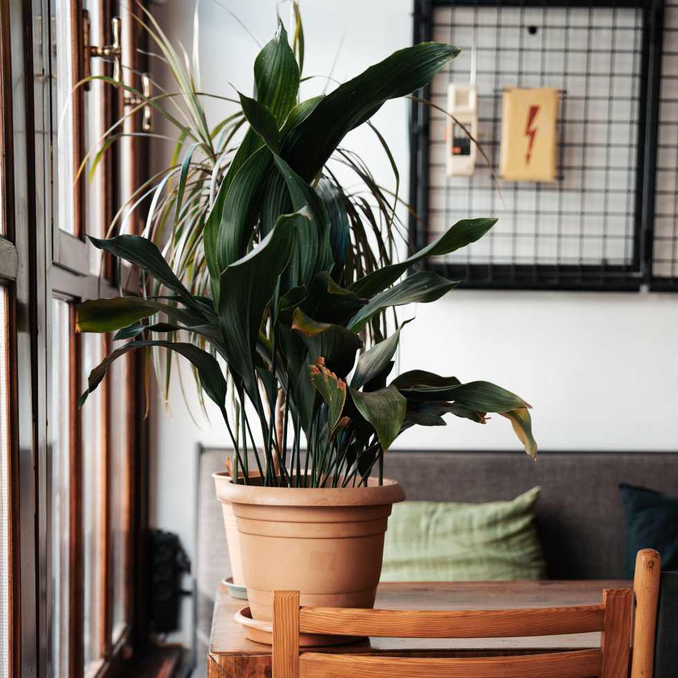 Cast Iron Plant