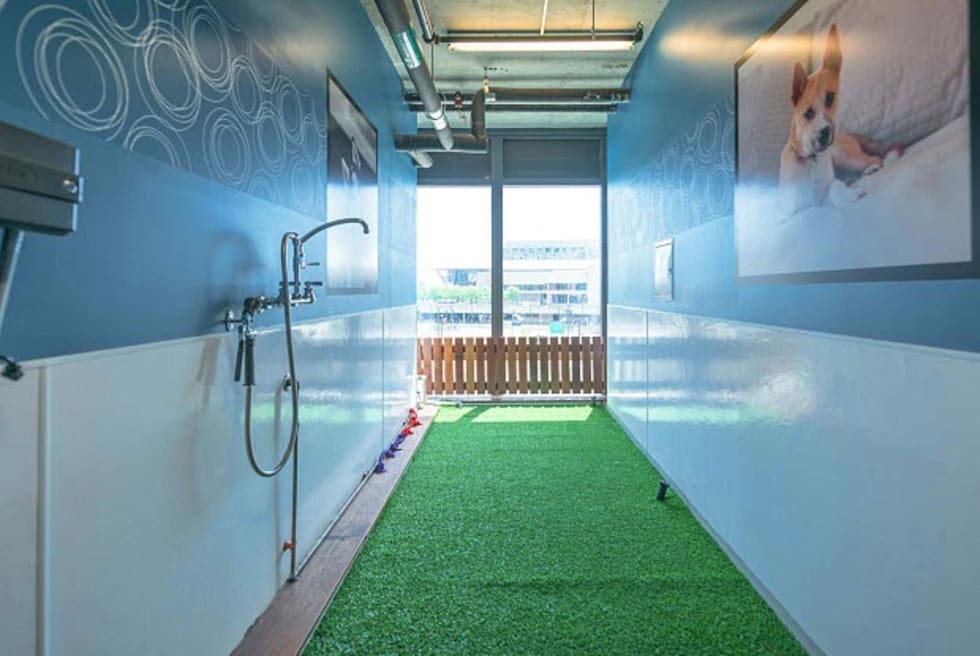 a pet wash station