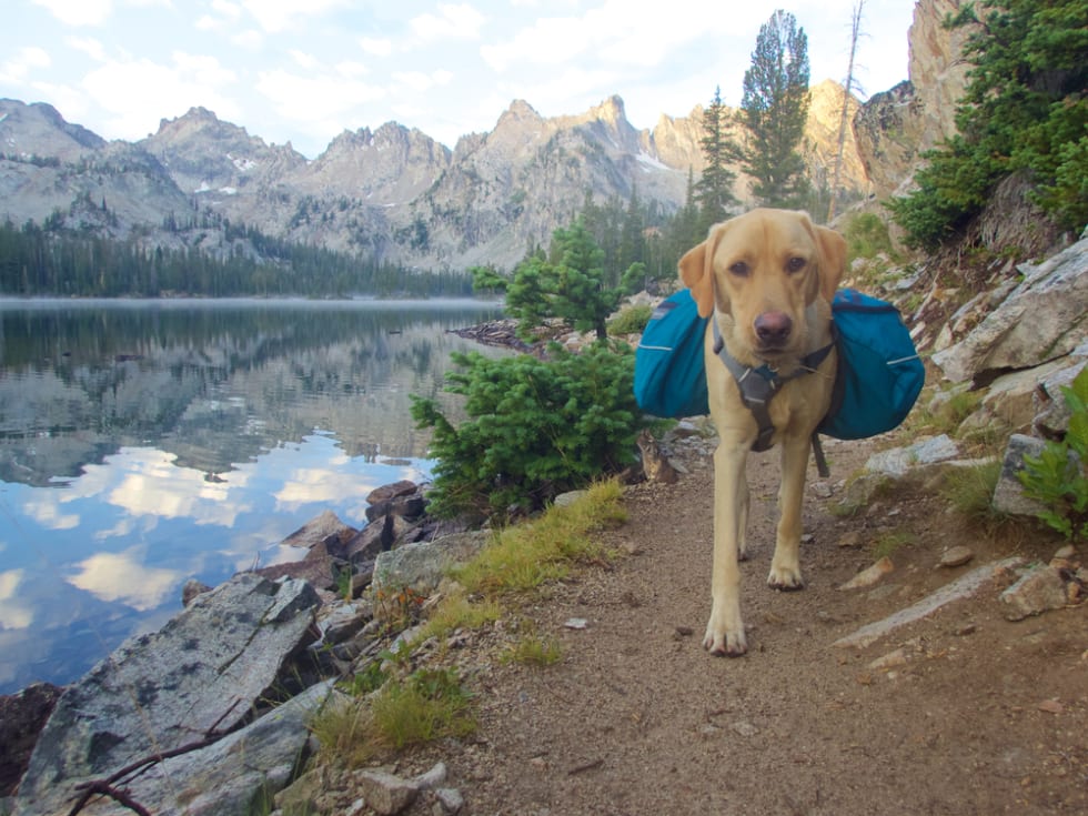 Backpacking dog, Idaho