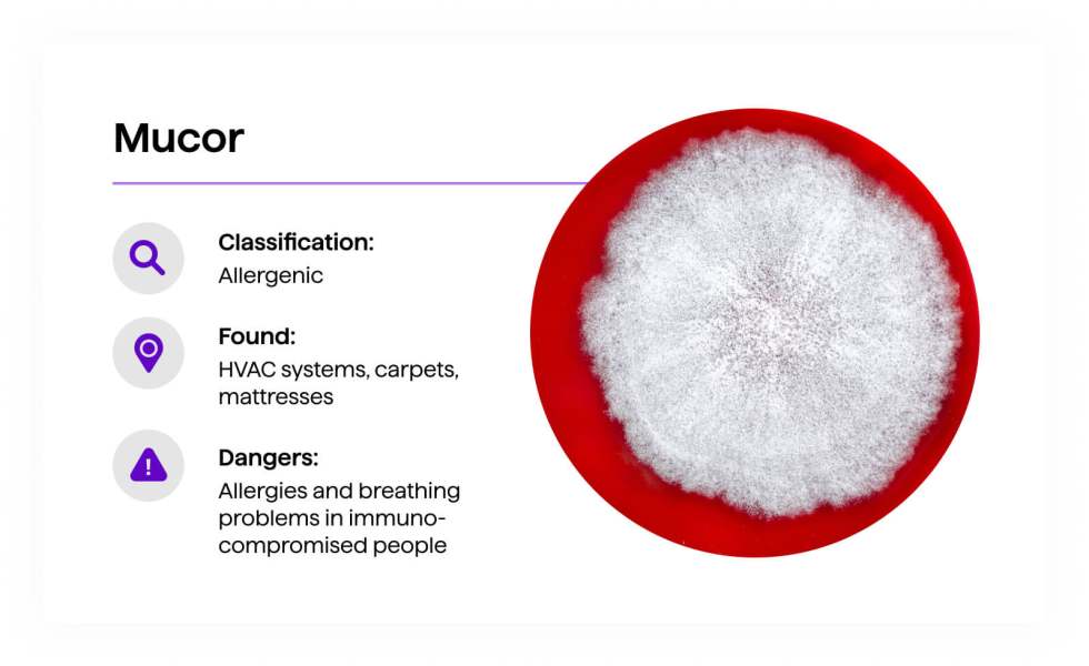 Mucor