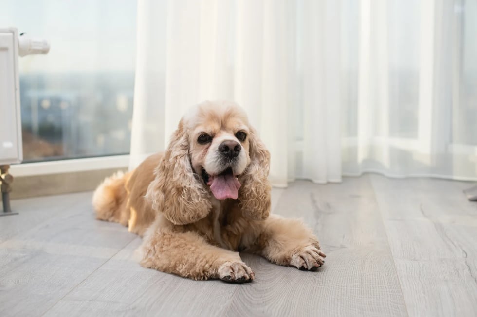 Cocker Spaniel best dogs for apartment