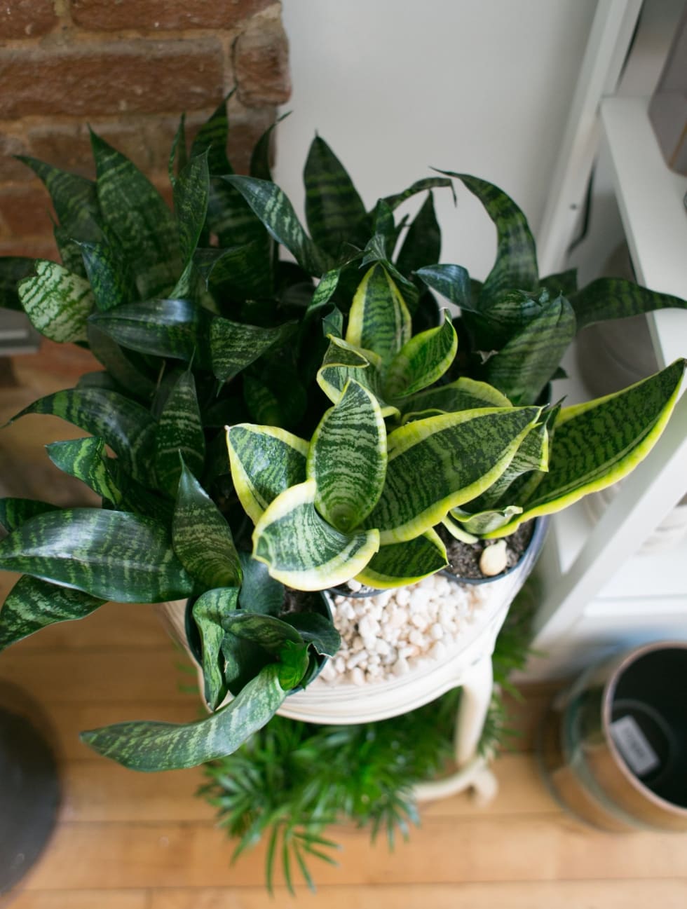 Snake Plant