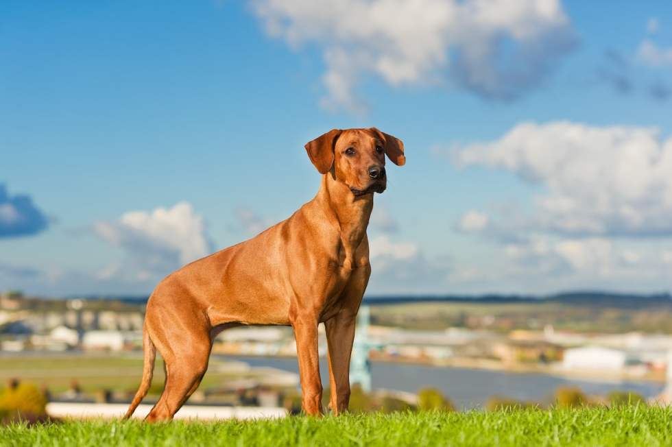quiet-dog-breeds-rhodesian-ridgeback