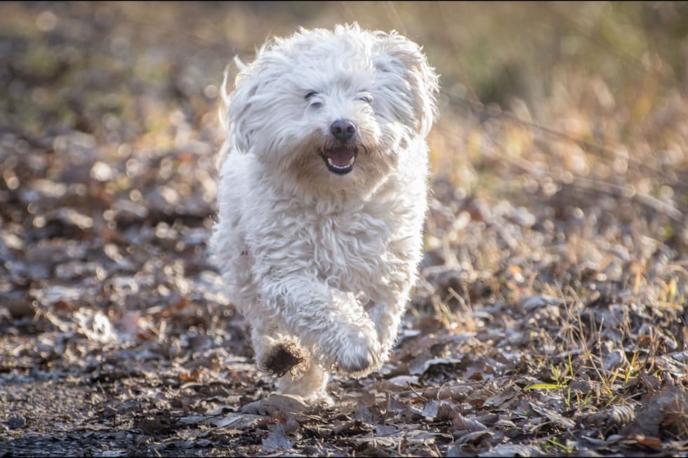 Bolognese best dogs for apartment 