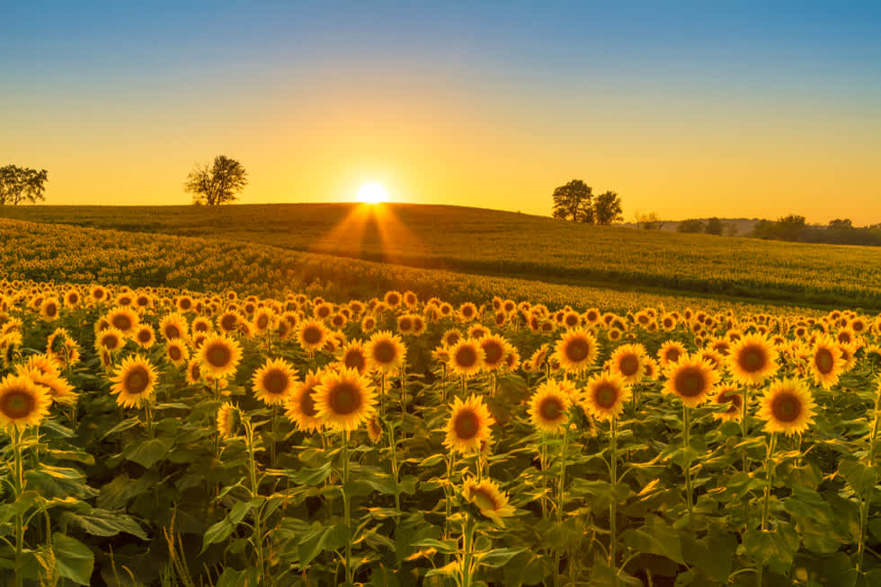 kansas sunflowers - Apartment List
