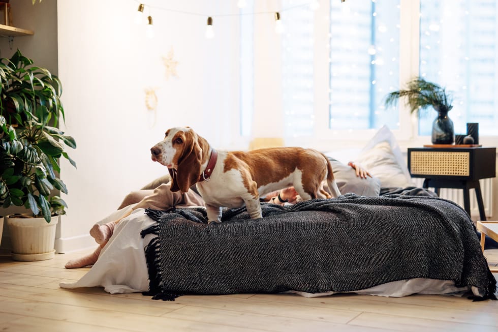 Basset Hound