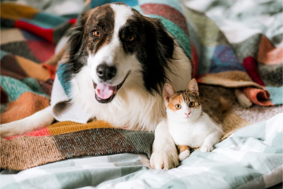 apartments-emotional-support-animals-2