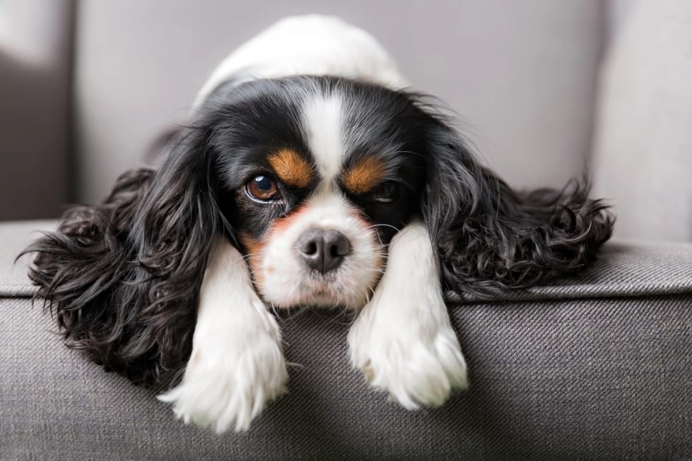 Cavalier King Charles Spaniel best dog for apartment