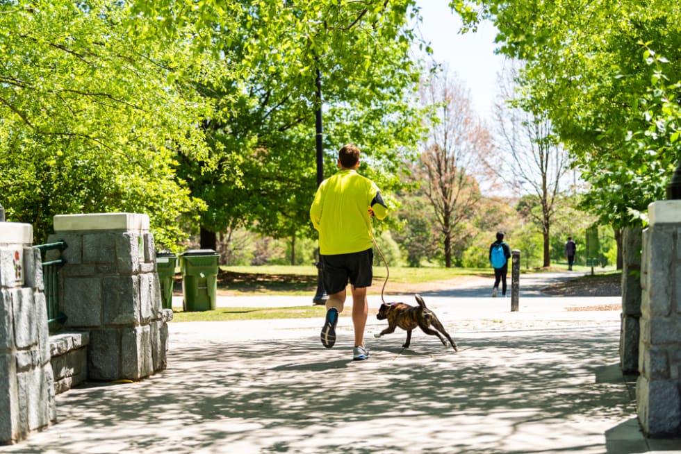 dog walking in Atlanta parks
