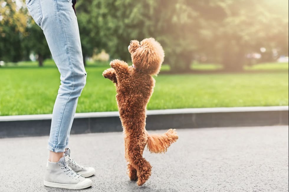 toy poodle best dogs for apartment