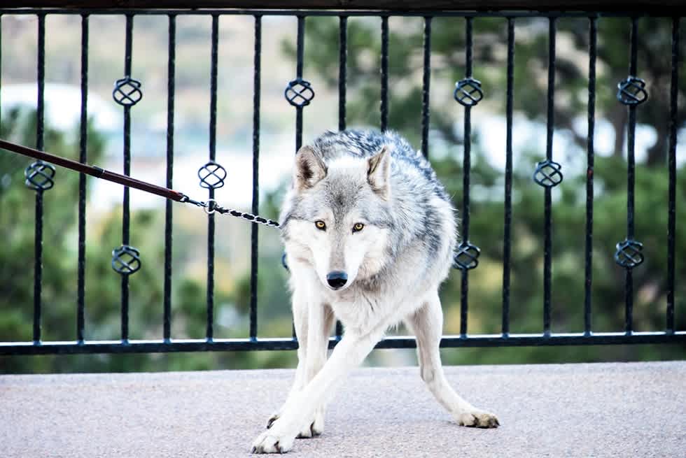 wolf hybrid - apartment list