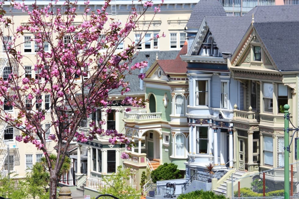 Cherry Blossom Festival