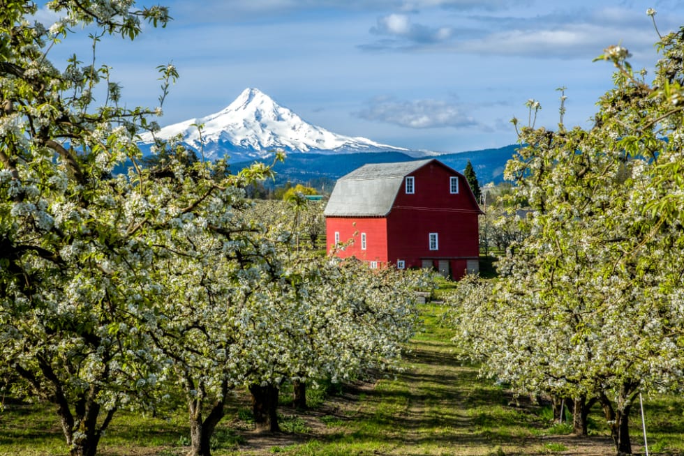 Red barn in Hood River Valley surrounded by pear blossoms with snow covered Mt Hood in the background, Oregon