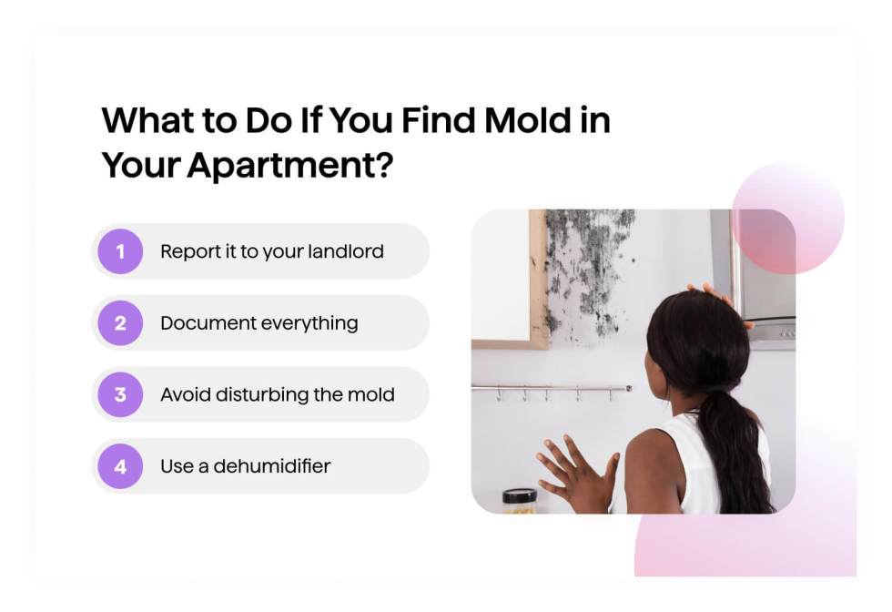 What to Do If You Find Mold in Your Apartment.jpg